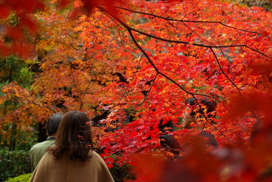 平林寺のもみじ狩り＜PENTAX K10D編＞_c0187503_22432576.jpg