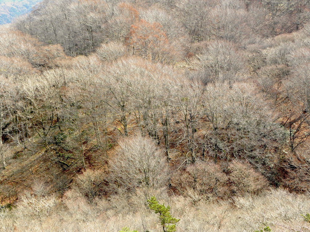 岩篭山　ブナの森の駄口コース　１１月２４日（水）_c0078410_23403271.jpg