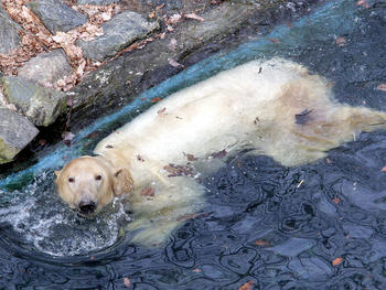 チェコ・ブルノ動物園でホッキョクグマの赤ちゃん誕生！_a0151913_13305318.jpg