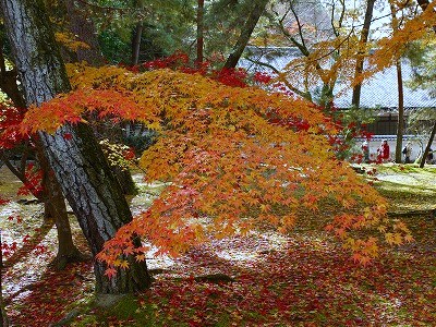 京都日帰り旅行(1)_a0101716_13381859.jpg