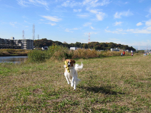 犬ブーム？_a0117719_20383719.jpg