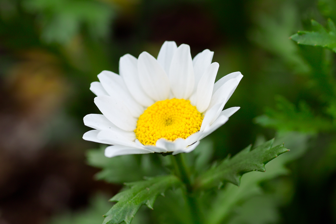 新レンズをお気に入りの散歩コースで試す～②50-200mm F4-5.6 DC OS HSM/MACRO70mmF2.8EX DG～_c0223825_2415231.jpg