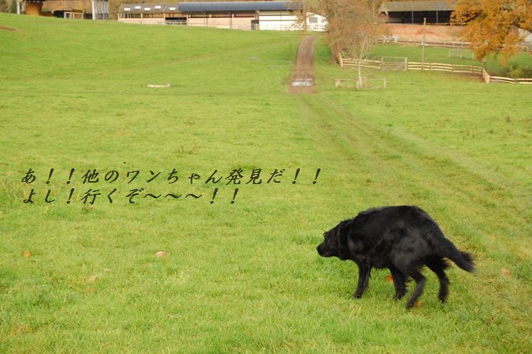 茄子とひき肉の簡単チーズ焼き_d0104926_2523844.jpg