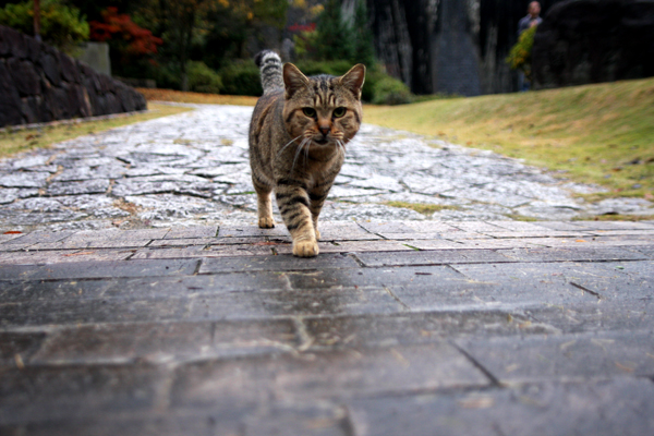 豊年池の猫_a0005727_2243596.jpg