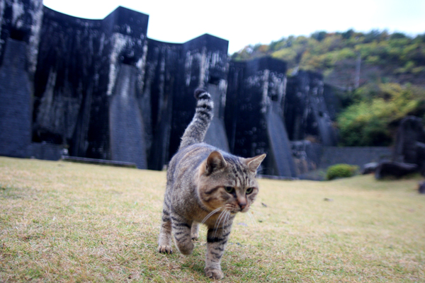 豊年池の猫_a0005727_2251372.jpg