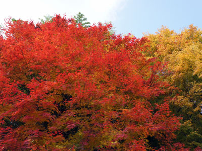 紅葉の岡山へ。_a0026127_1825471.jpg