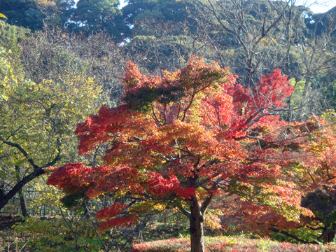 花畑園芸公園の紅葉　2010年11月24日_a0129233_1704466.jpg