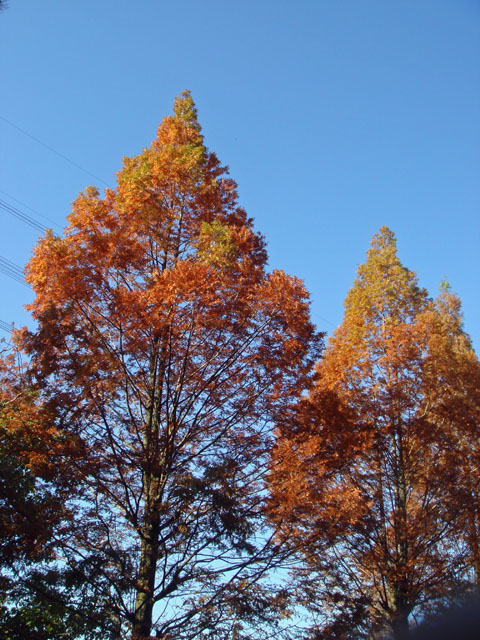 花畑園芸公園の紅葉　2010年11月24日_a0129233_1713183.jpg