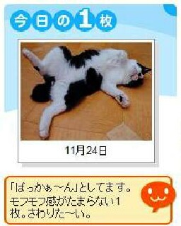 Yahoo!ペット今日の1枚猫 空編。 _a0143140_14313369.jpg