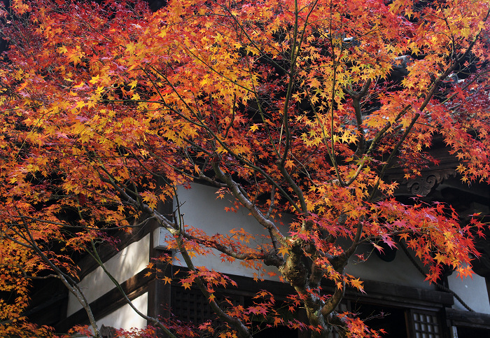 静寂の庭（西山・十輪寺）_f0155048_18193764.jpg