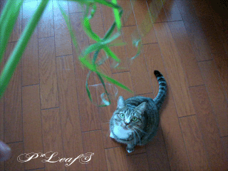 c0176651_23364080.gif