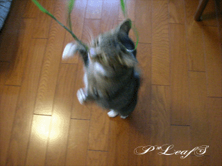 c0176651_233653100.gif
