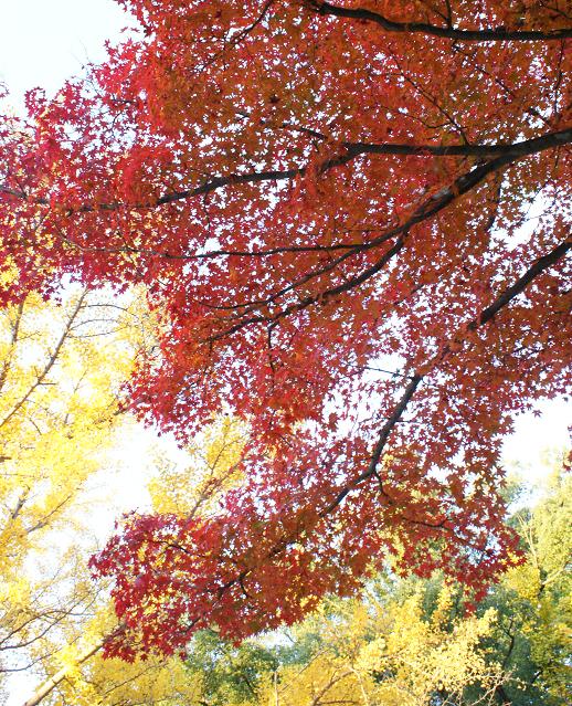 禅昌寺の紅葉_b0063958_23511439.jpg