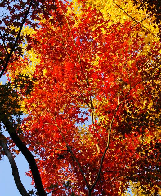 禅昌寺の紅葉_b0063958_23514499.jpg