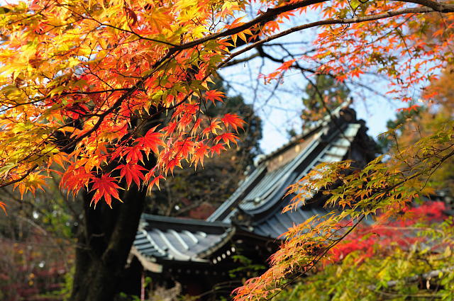 平林寺 1 ~紅葉~_f0222161_22464862.jpg