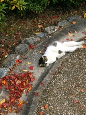 京都紅葉散歩　円山公園　猫と紅葉_b0160363_015163.jpg