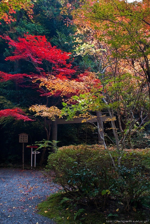 赤山禅院の紅葉_f0102363_171225.jpg