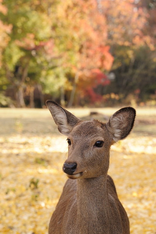 奈良市　奈良公園　鹿の表情_f0067667_20154886.jpg