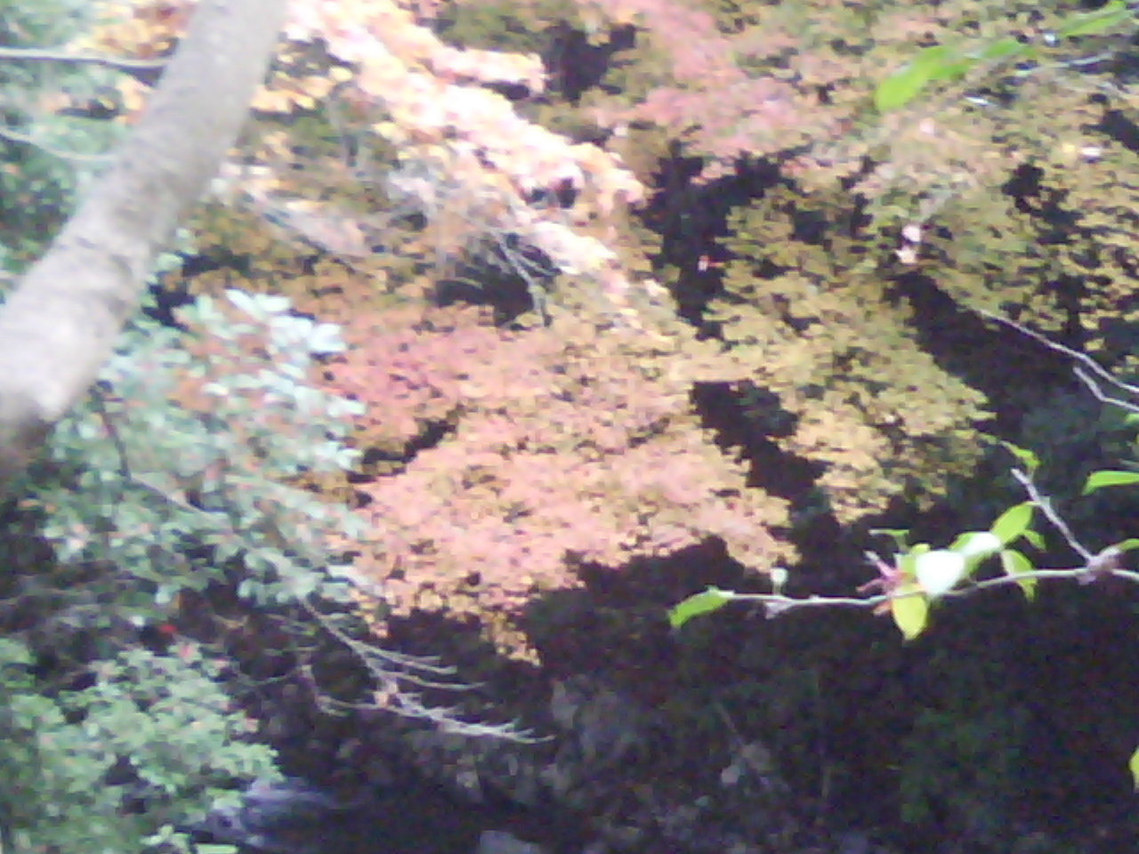 箕面山の紅葉_f0150767_10233739.jpg