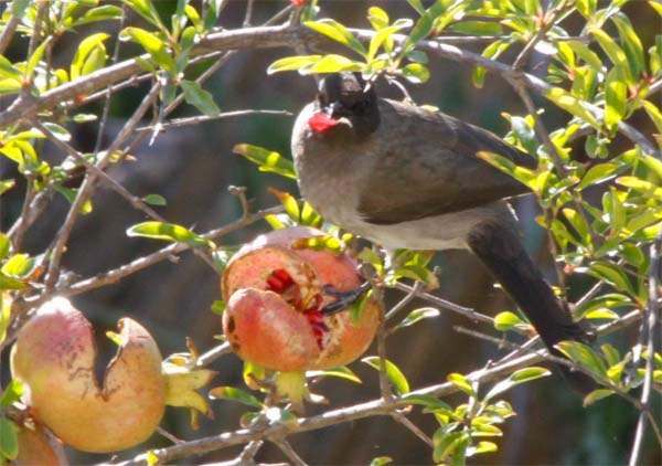 柘榴と鳥