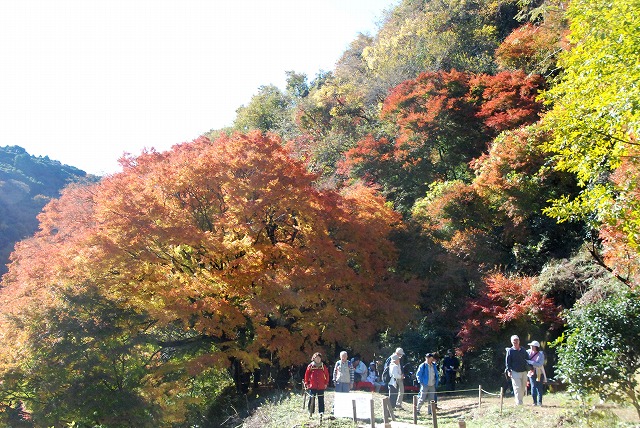 巨木の彩り　―愛岐トンネル群のモミジ―_d0168292_19244882.jpg