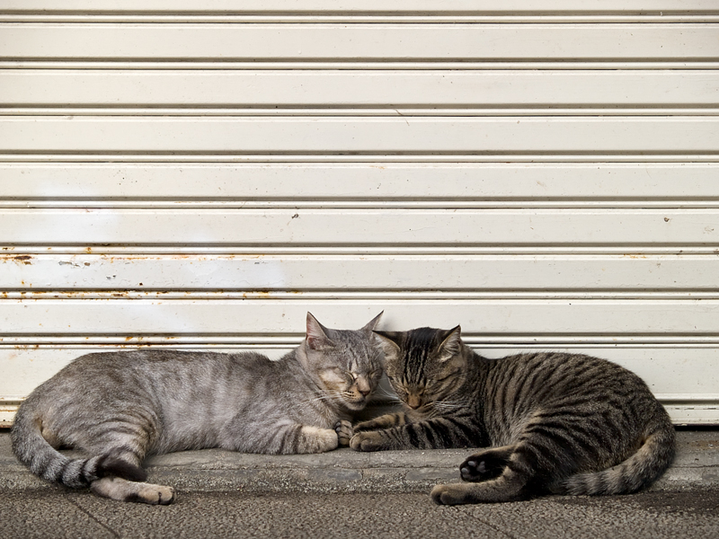 広島の猫#720_c0191394_2265830.jpg