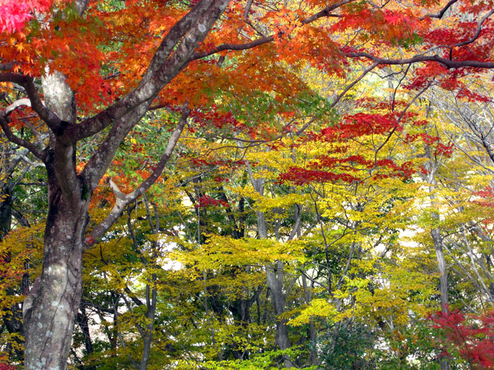 榊原温泉の紅葉#8_b0145296_7112386.jpg