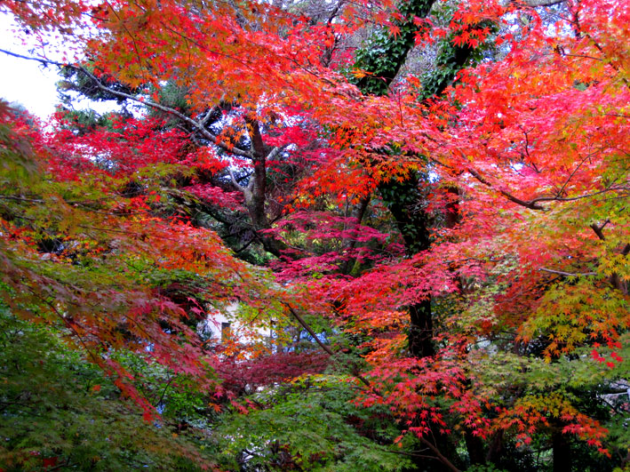 榊原温泉の紅葉#8_b0145296_712074.jpg