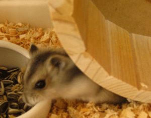 c0128402_114286.gif