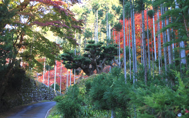 宗蓮寺の紅葉_e0048413_22462436.jpg