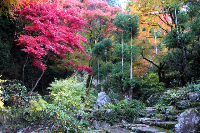 宗蓮寺の紅葉_e0048413_22465520.jpg