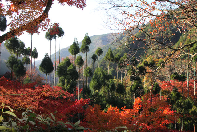 宗蓮寺の紅葉_e0048413_22473886.jpg