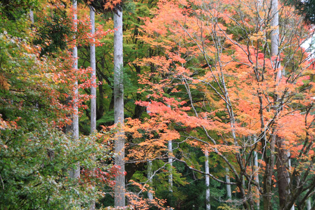 宗蓮寺の紅葉_e0048413_22475367.jpg