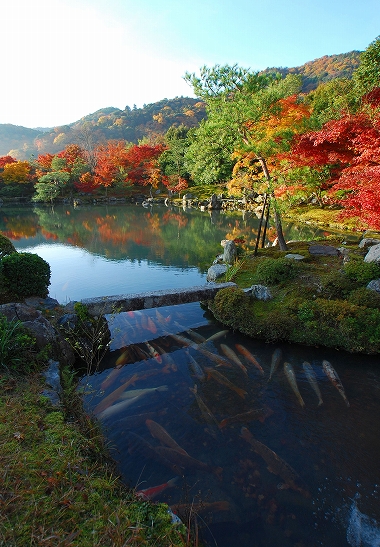 紅葉　－　天龍寺_a0114714_17281185.jpg