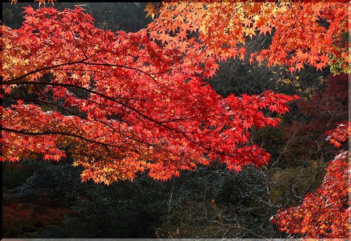 趣あるお寺の紅葉_c0100214_1411827.jpg