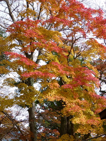 紅葉の談山神社_f0033614_1759686.jpg