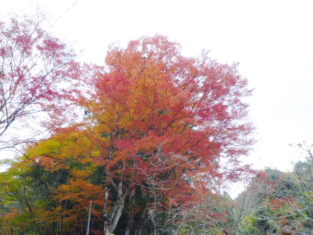 愛知県の山　もみじが美しい鳳来寺山に登りました　ＮＯ２_d0170615_1256952.jpg