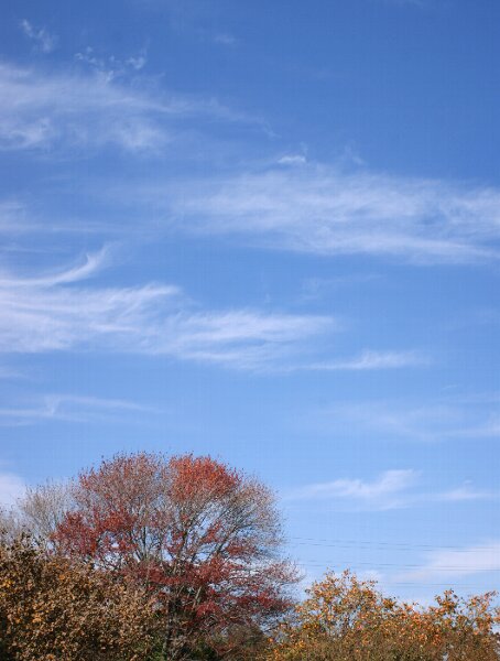 青空に栄える真っ赤な葉 ☆ ハナノキ（花の木）_a0122932_12391010.jpg