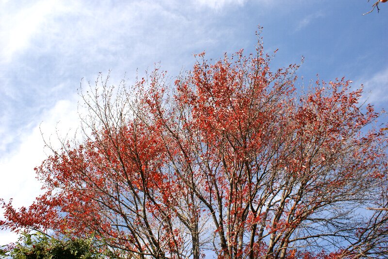 青空に栄える真っ赤な葉 ☆ ハナノキ（花の木）_a0122932_1355755.jpg