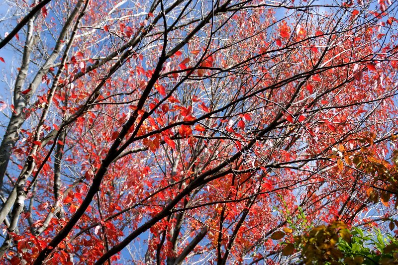 青空に栄える真っ赤な葉 ☆ ハナノキ（花の木）_a0122932_139394.jpg