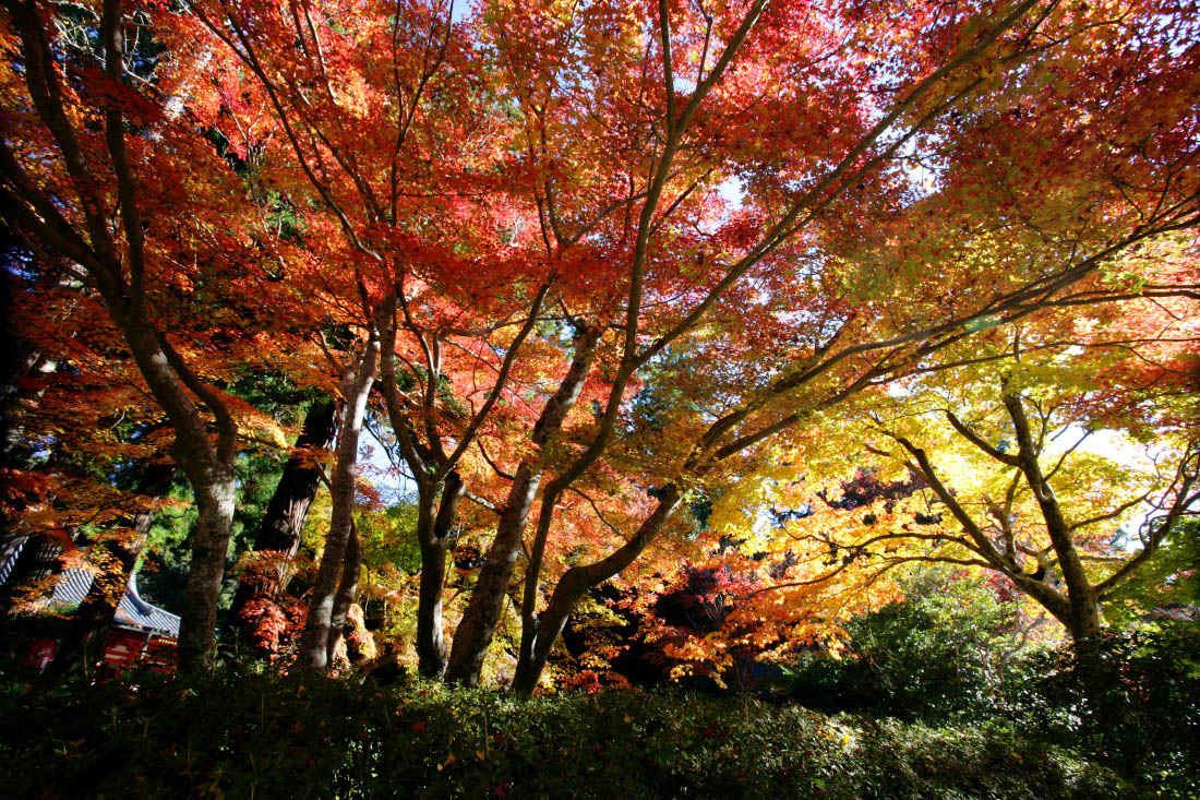 観心寺 南大阪紅葉名所 趣味人たちの食卓