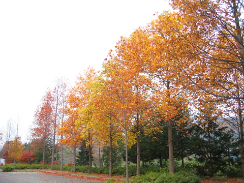 b0135437_110245.jpg