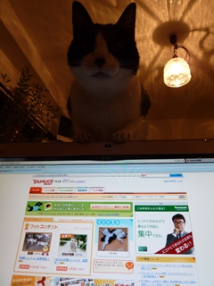 Yahoo!ペット今日の1枚猫 空編。 _a0143140_0291699.jpg