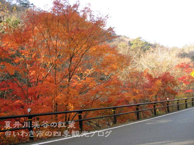 11月25日その1 夏井川渓谷の紅葉 いわき市の四季観光ブログ