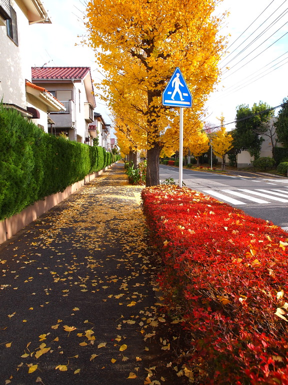 秋たけなわ　　2010/11/24_a0106043_2404244.jpg