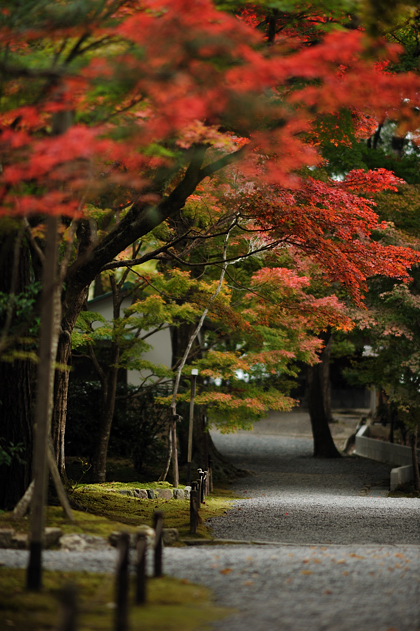 nison-in  (二尊院Ⅱ）_c0118545_23284539.jpg