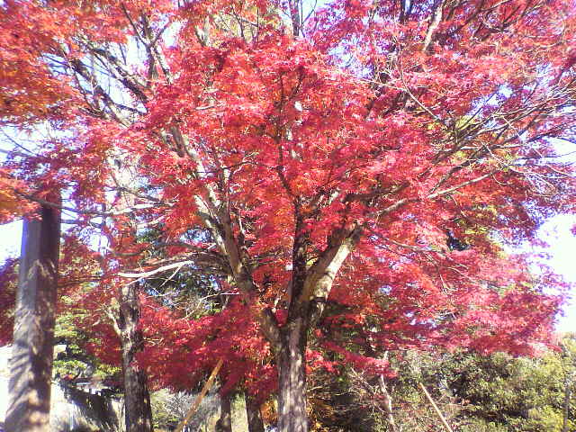 紅葉_d0004447_23533763.jpg