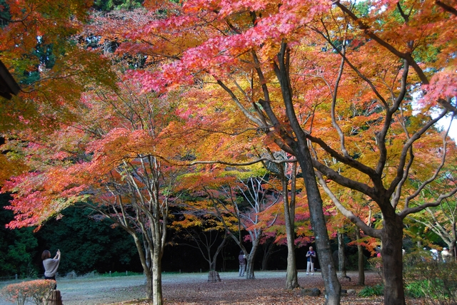 色鮮やかな「もみじ谷」の紅葉～偕楽園公園・水戸市～_f0234447_21121130.jpg