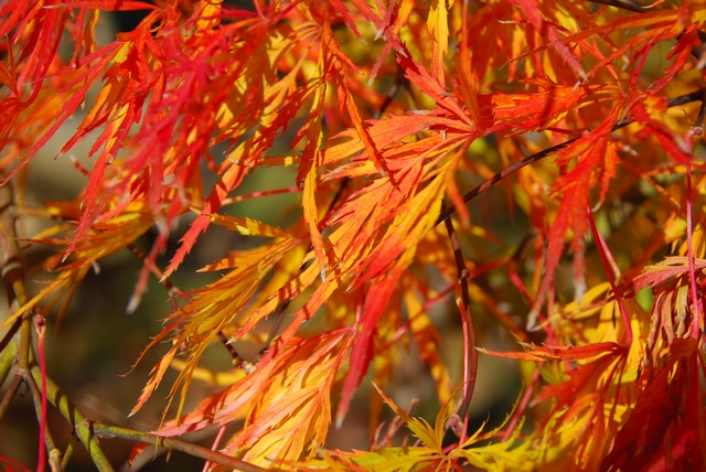 色鮮やかな「もみじ谷」の紅葉～偕楽園公園・水戸市～_f0234447_21123432.jpg