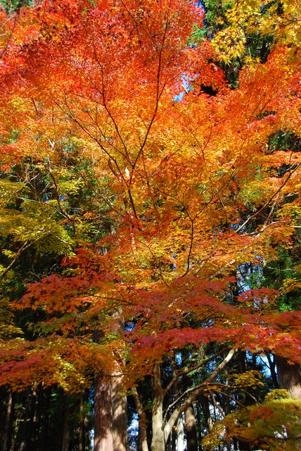 色鮮やかな「もみじ谷」の紅葉～偕楽園公園・水戸市～_f0234447_21125484.jpg